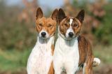 BASENJI 088